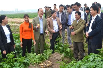 Cánh đồng mẫu khoai tây chế biến theo tiêu chuẩn Global GAP phục vụ xuất khẩu sử dụng quy trình dinh dưỡng Tiến Nông